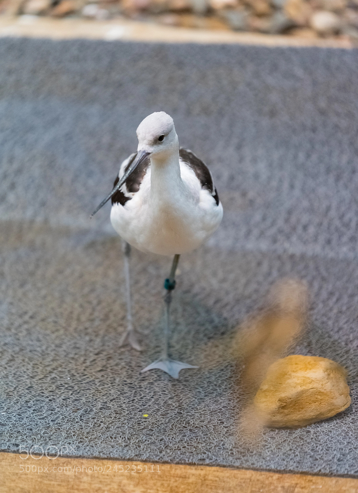 Nikon D750 sample photo. Small beautiful bird in photography