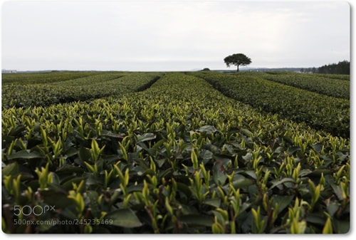 Canon EF 24-70mm F2.8L USM sample photo. Jeju island in korea photography