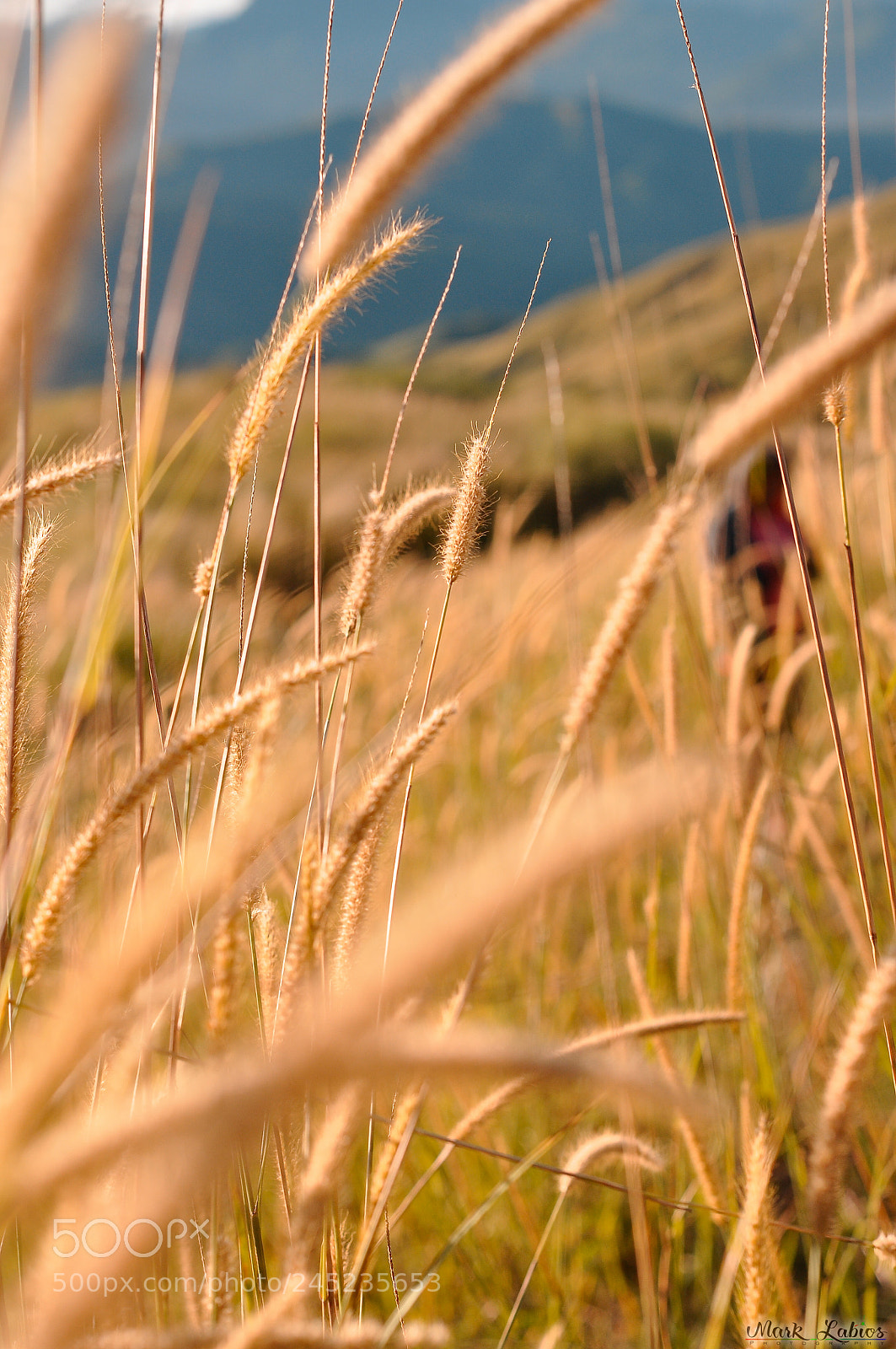 Nikon D90 sample photo. Grass photography