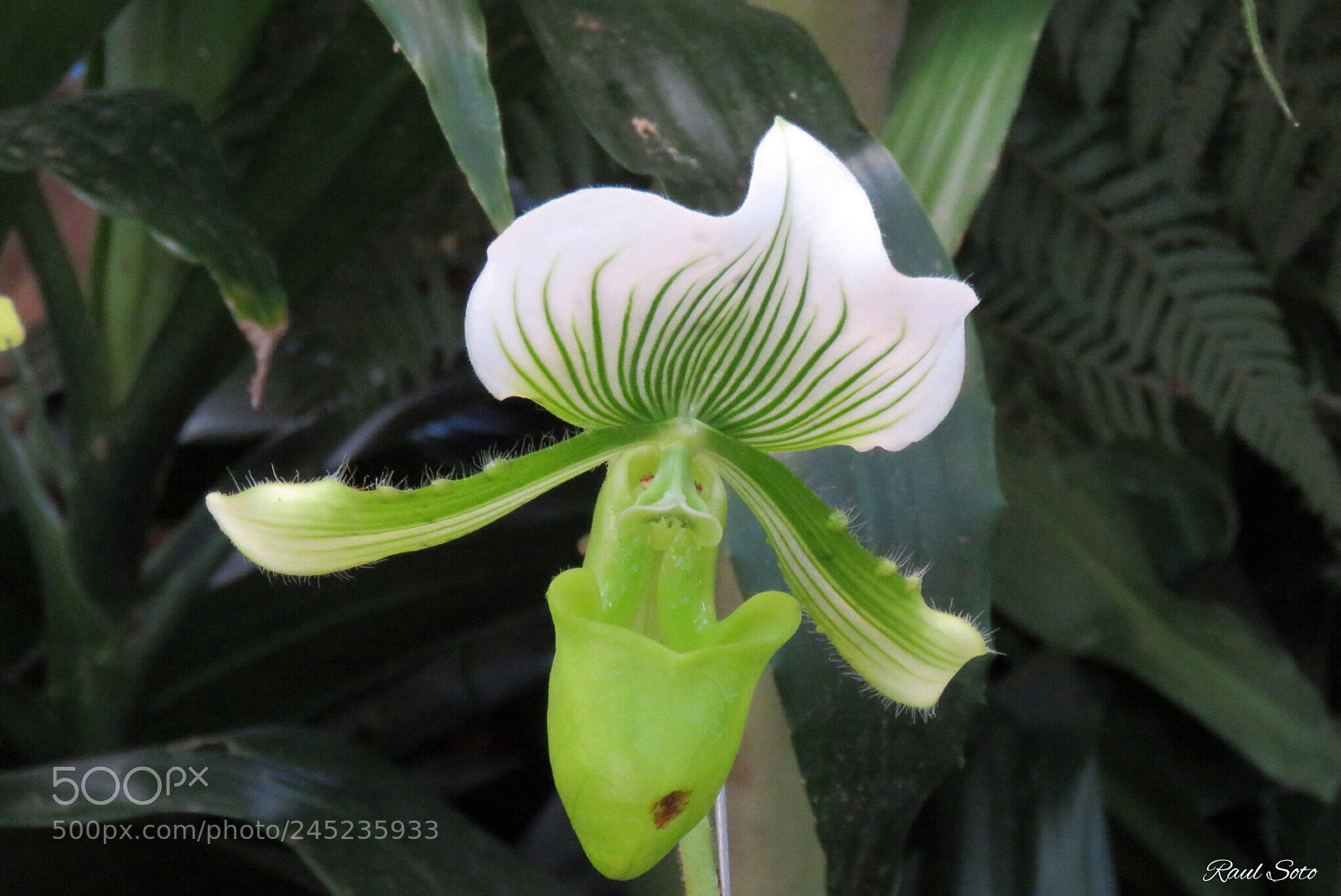 Canon PowerShot SX60 HS sample photo. Orquídea photography