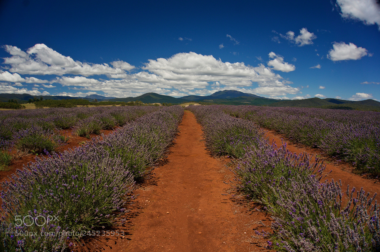 Sony Alpha NEX-6 sample photo. Lavendar farm photography