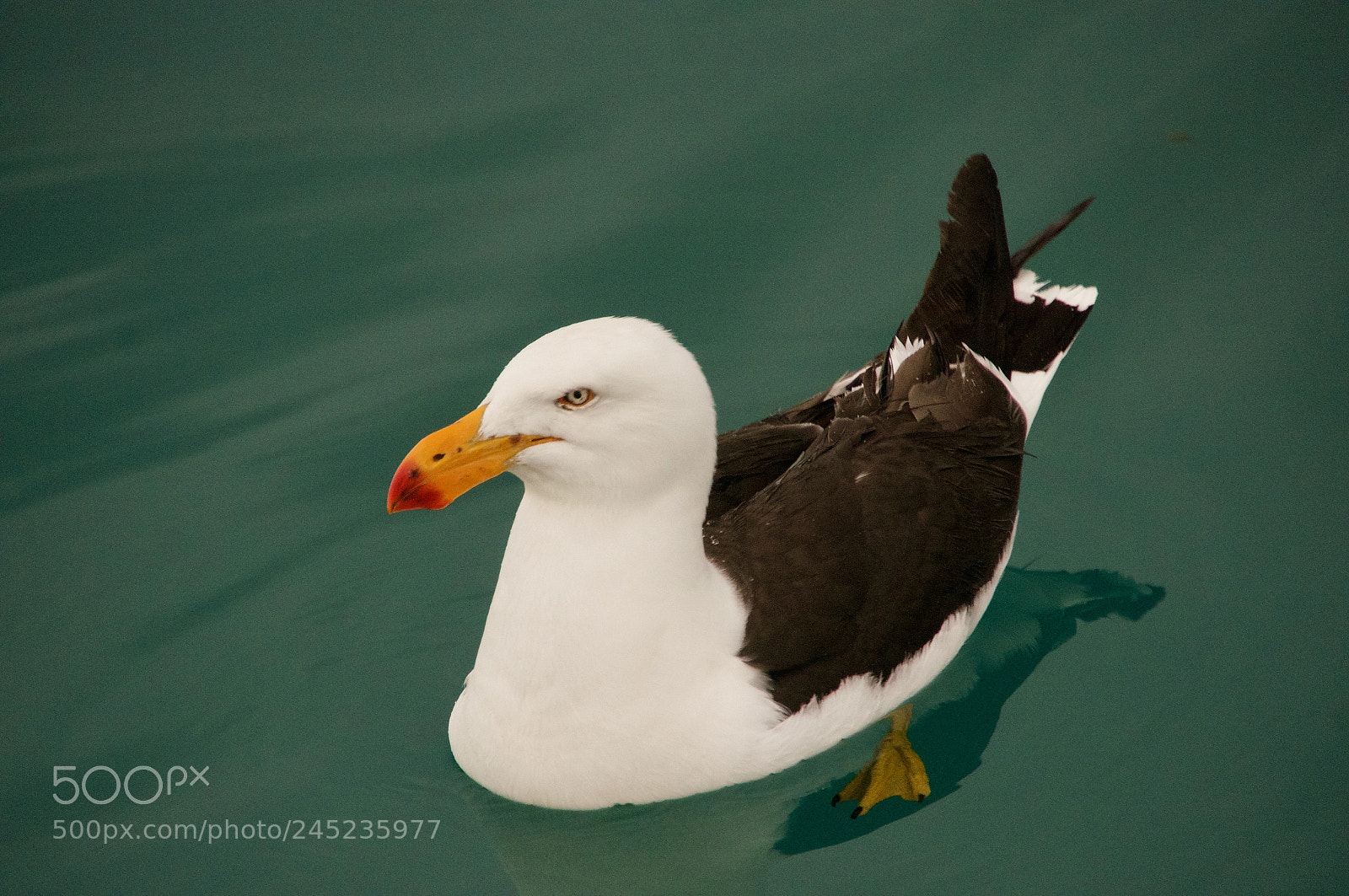 Sony Alpha NEX-6 sample photo. Pacific gull photography