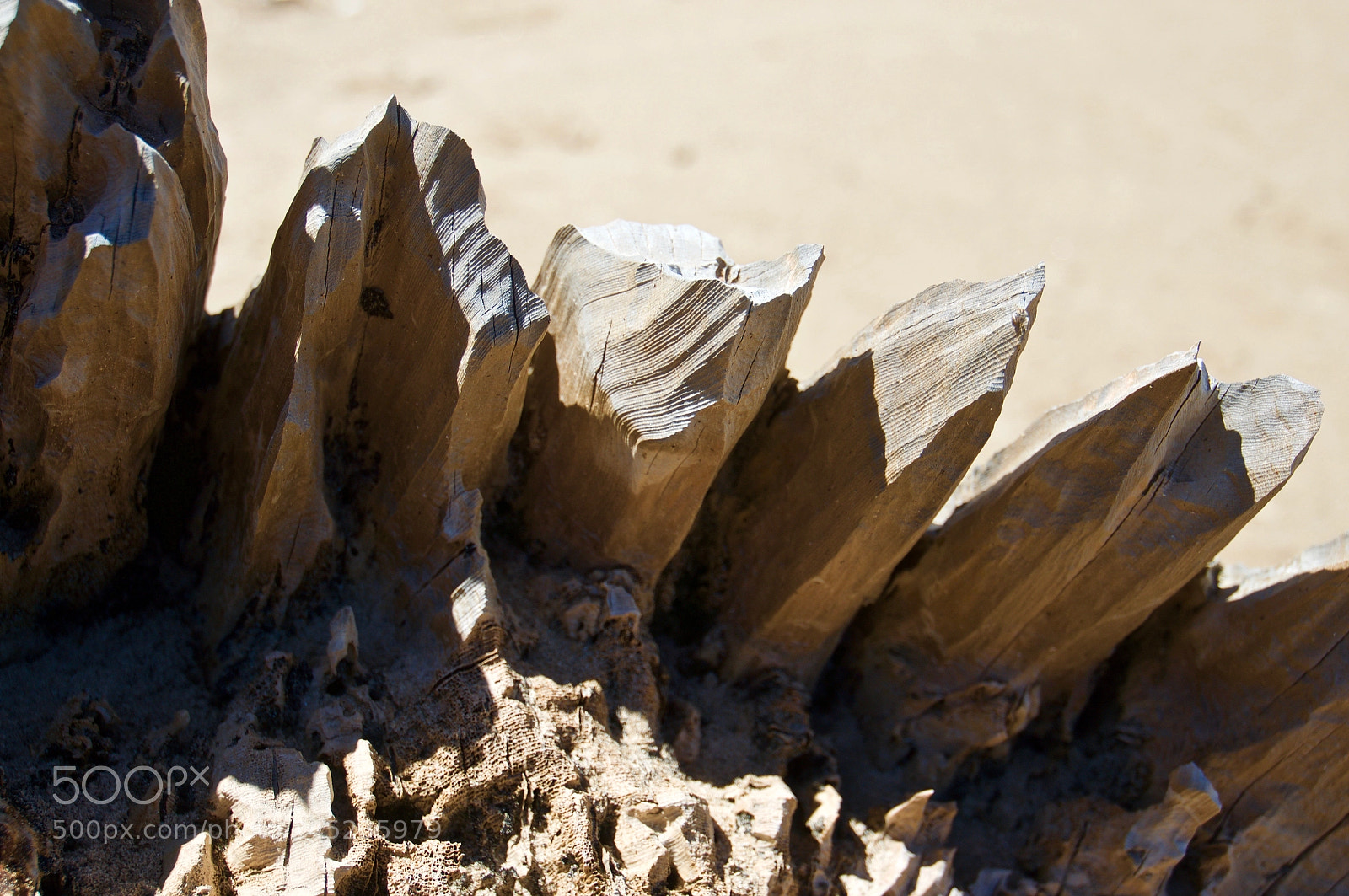 Sony Alpha NEX-6 sample photo. Huon pine stump photography