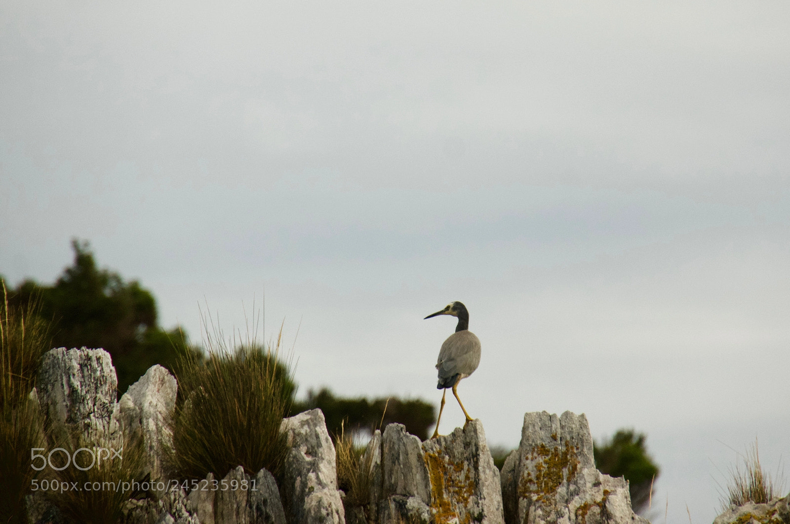 Sony Alpha NEX-6 sample photo. White faced heron photography