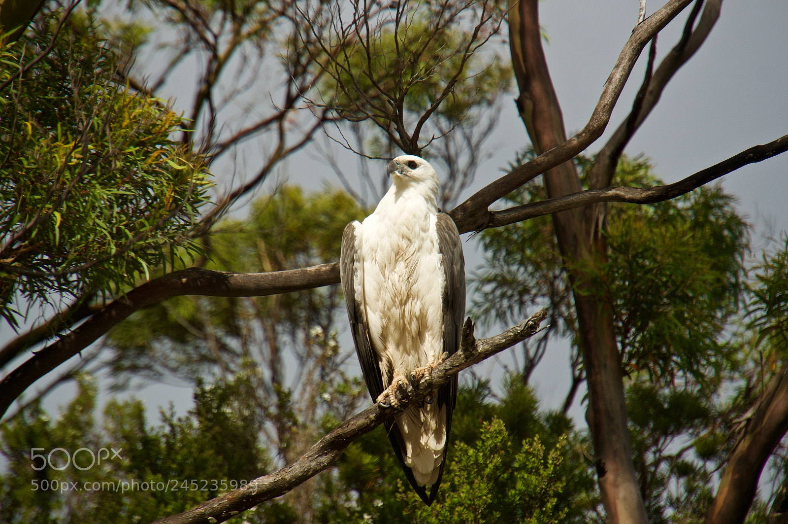 Sony Alpha NEX-6 sample photo. White bellied sea eagle photography