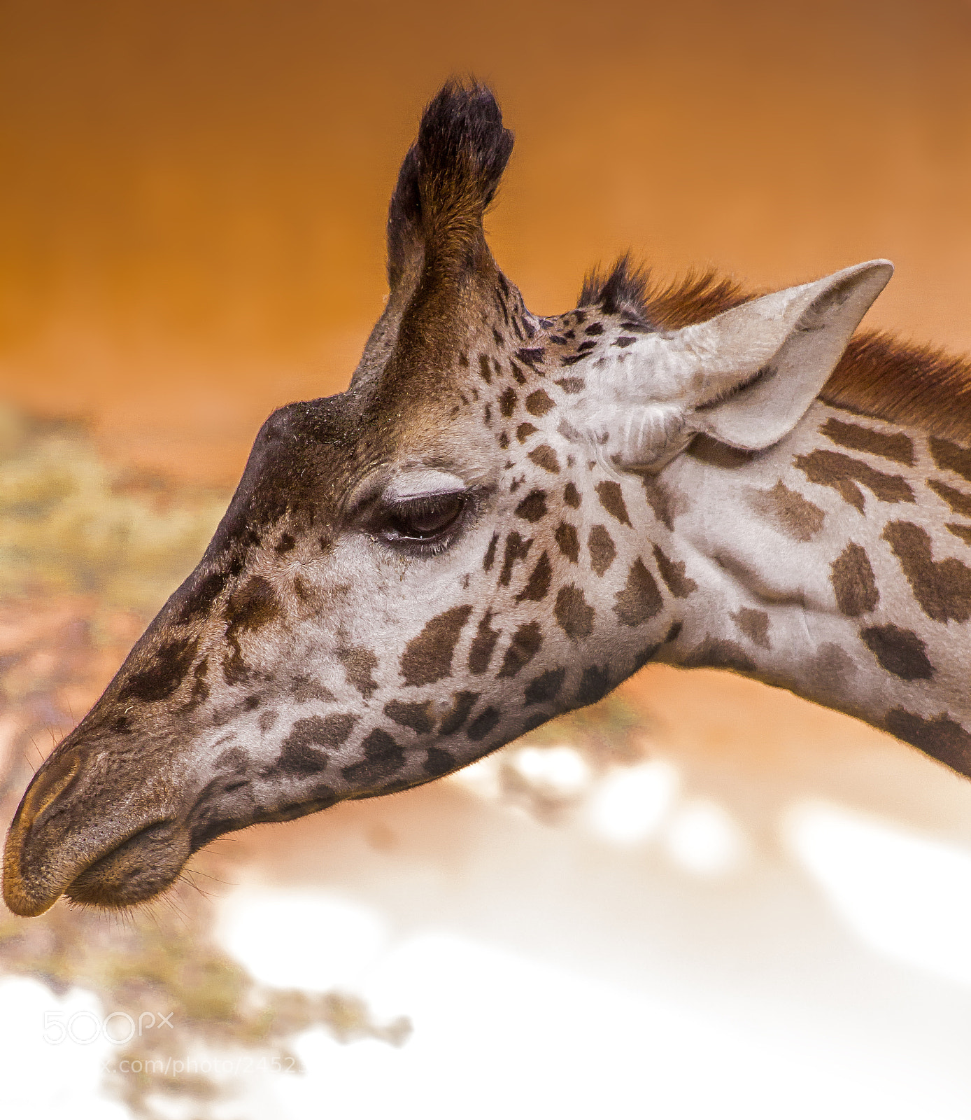 Canon EOS 1200D (EOS Rebel T5 / EOS Kiss X70 / EOS Hi) sample photo. Giraffe, in one of photography