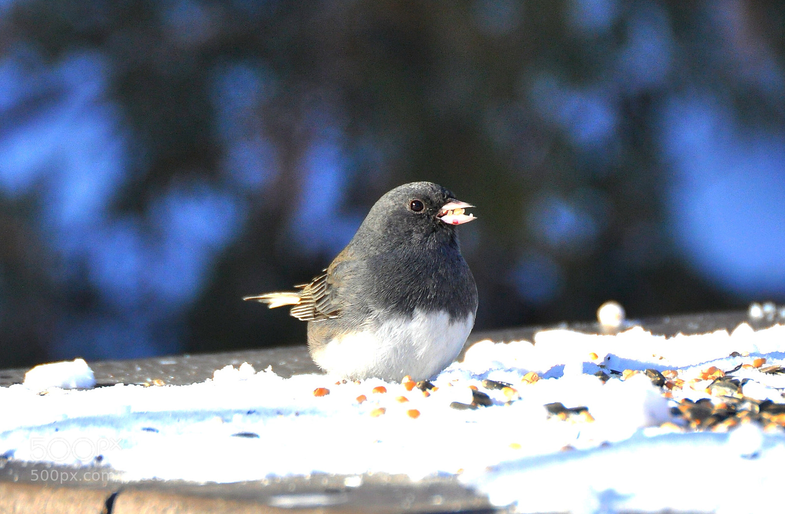 Nikon D90 sample photo. Junco photography