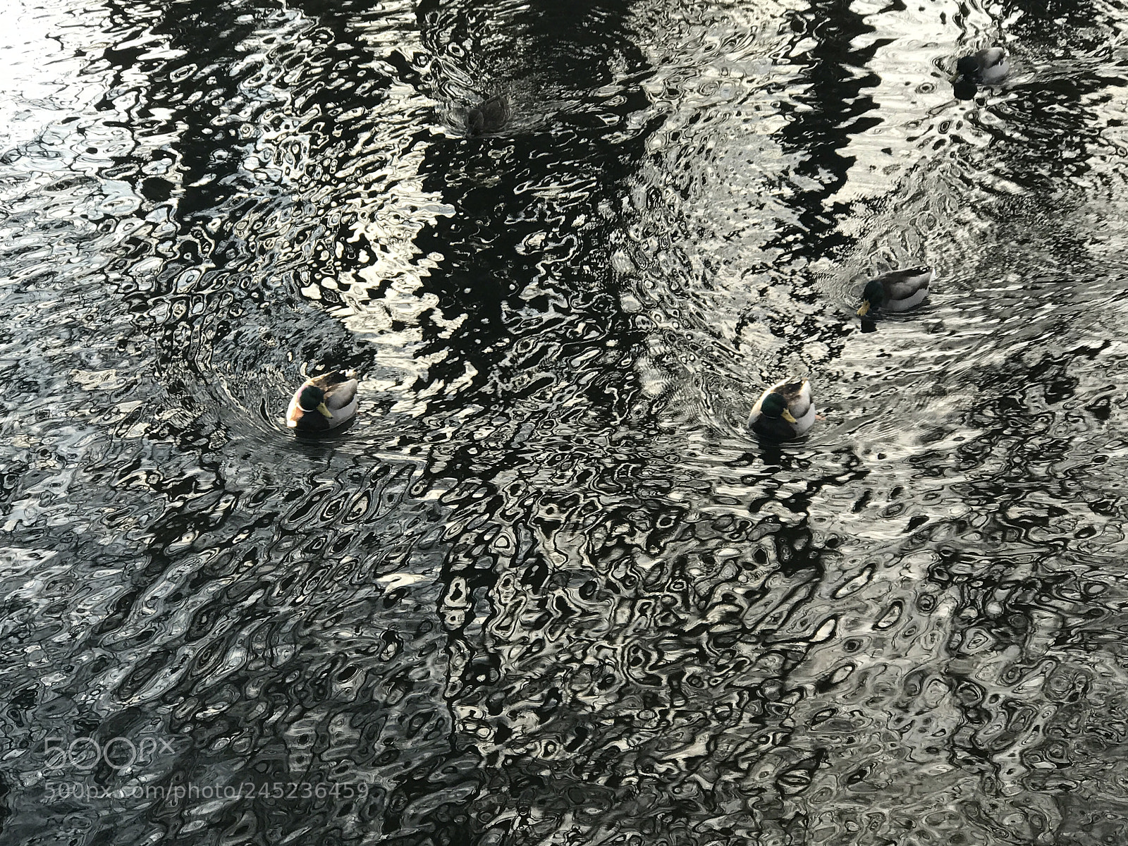 Apple iPhone 7 Plus sample photo. Einzelne b ume im photography