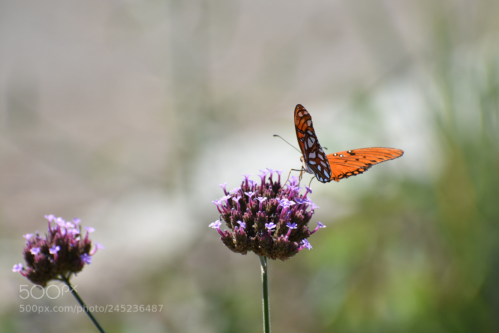 Nikon D3400 sample photo. Resting on a flower photography