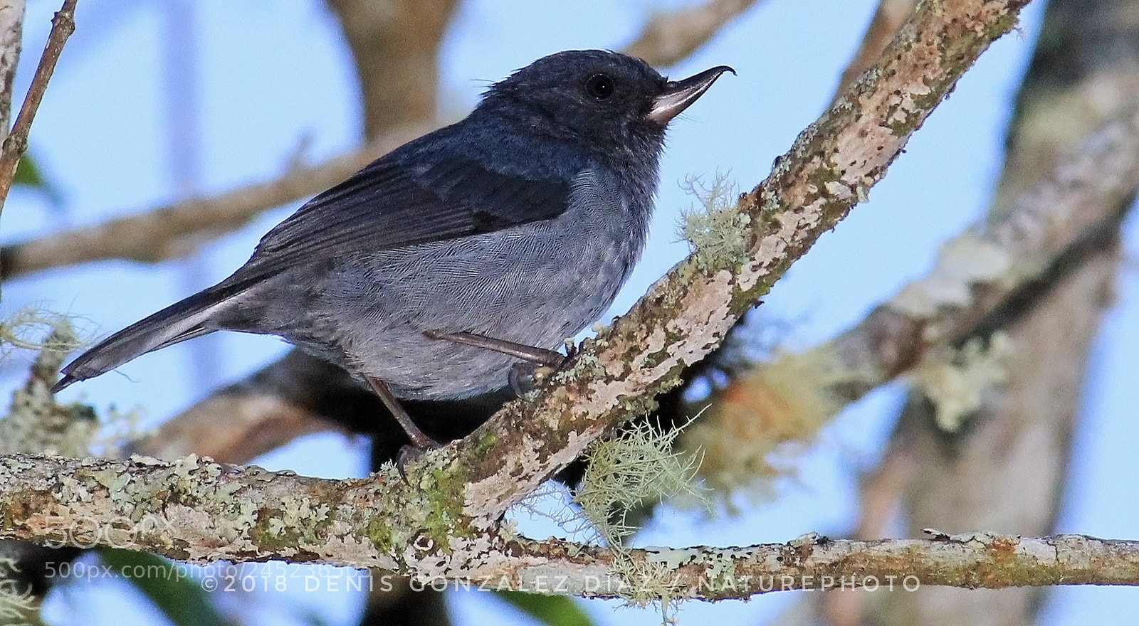 Canon EOS 60D sample photo. Slaty flowerpiercer photography
