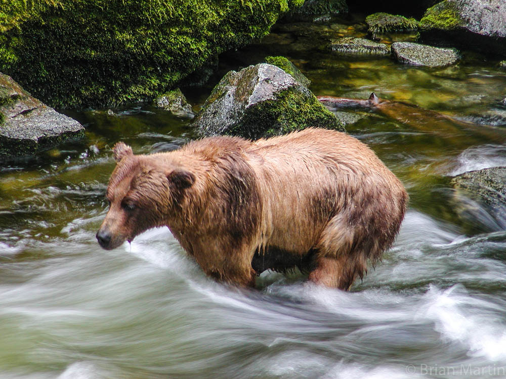 Nikon E880 sample photo. Anan brown bear photography