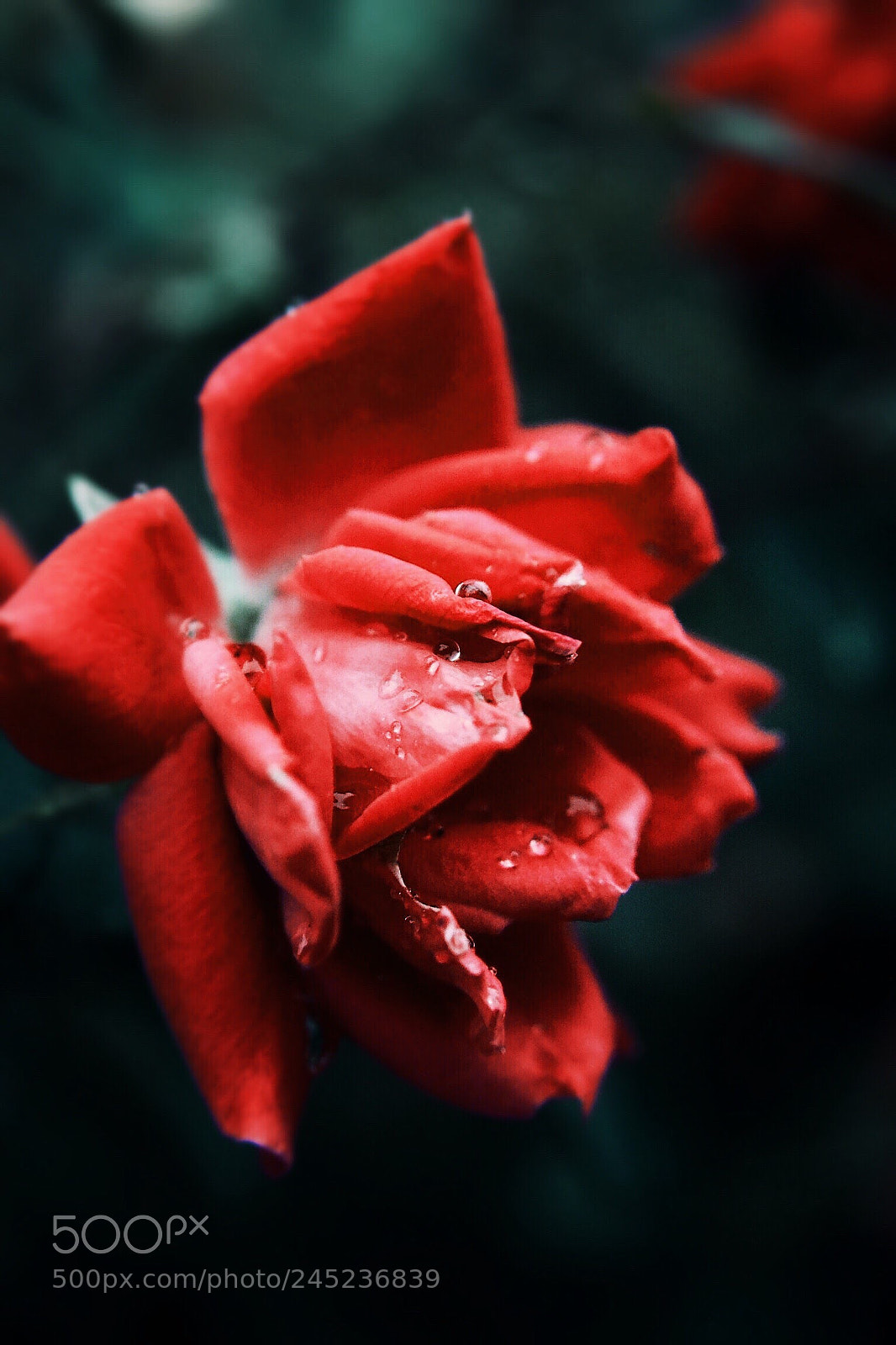 Nikon D3100 sample photo. Like the dew drops photography