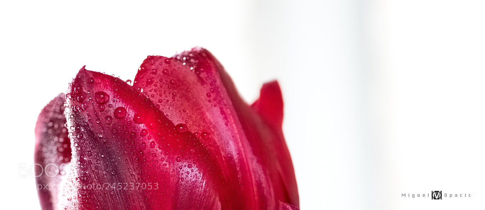 Nikon D850 sample photo. Drops on a tulip photography