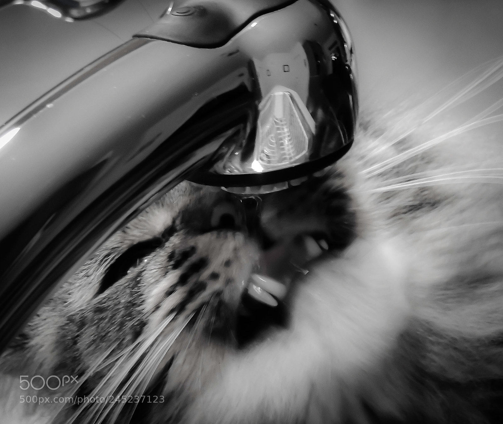 Nikon Coolpix P510 sample photo. Serie noire - feline photography