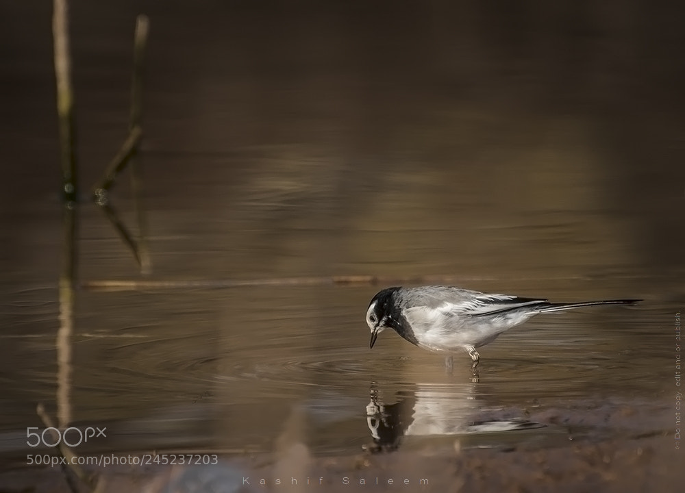 Nikon D7200 sample photo. Wagtail photography