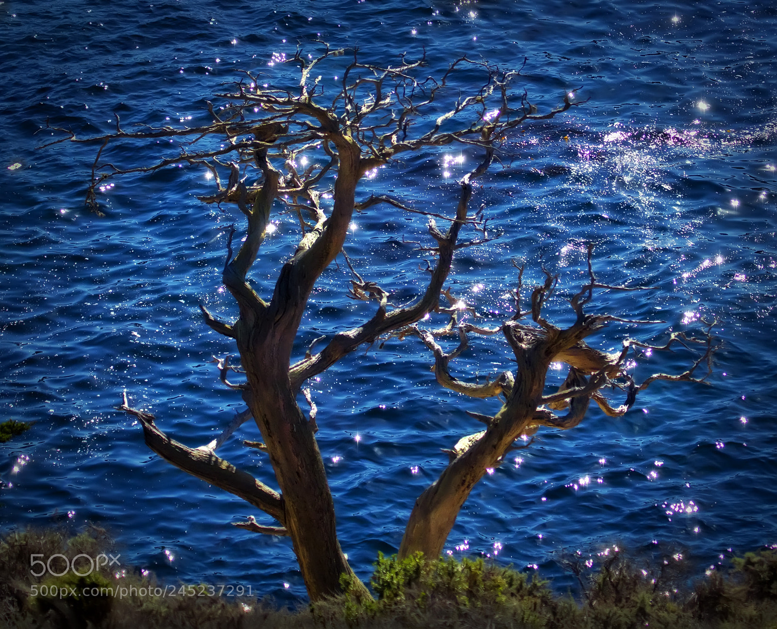 Canon EOS 5DS R sample photo. Dead tree photography