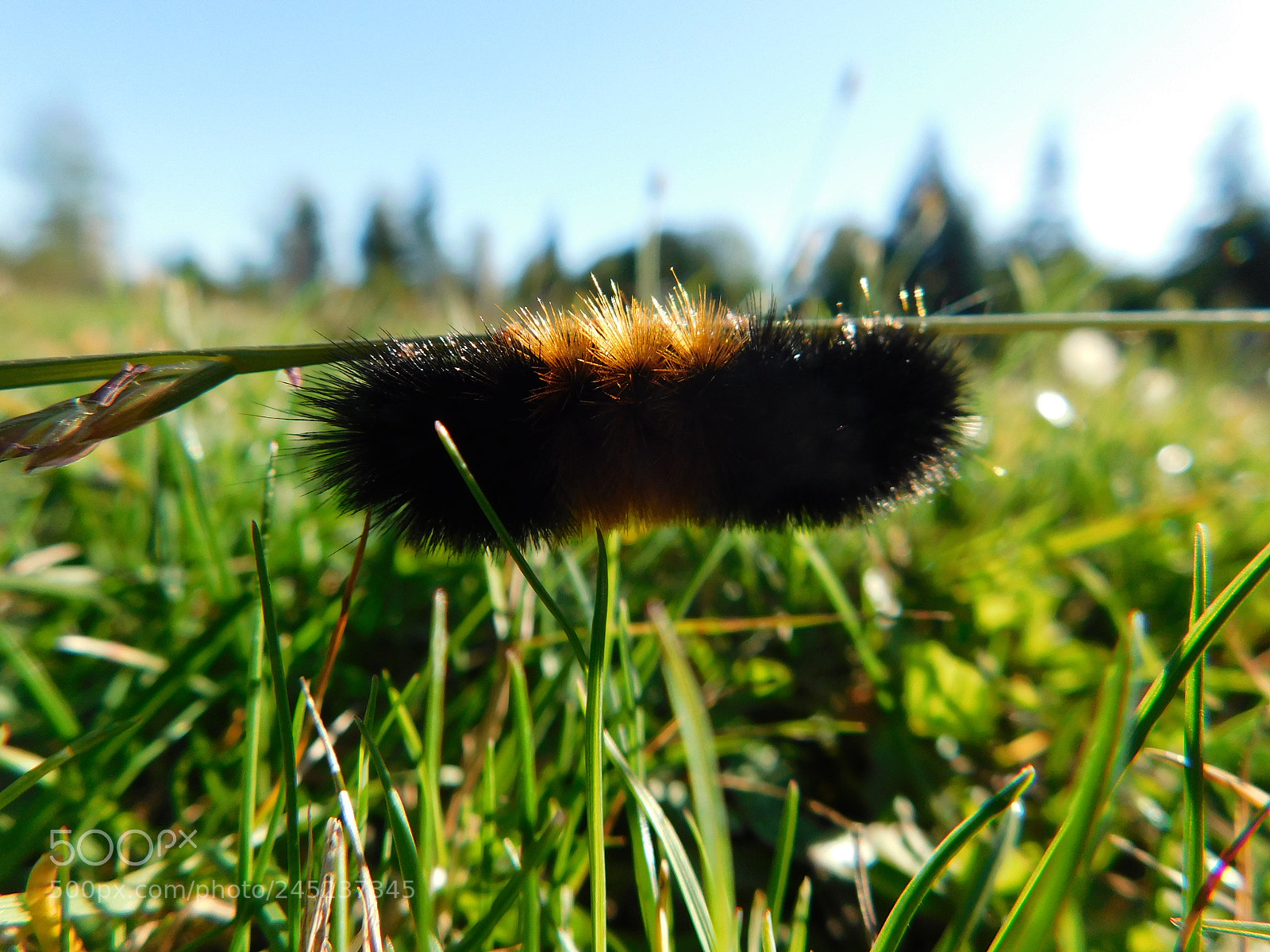 Nikon Coolpix B500 sample photo. Wooly bear caterpillar photography