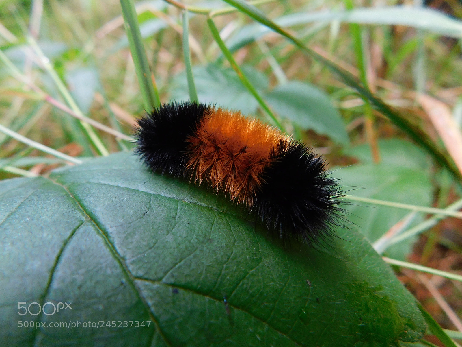 Nikon Coolpix B500 sample photo. Wooly bear caterpillar photography