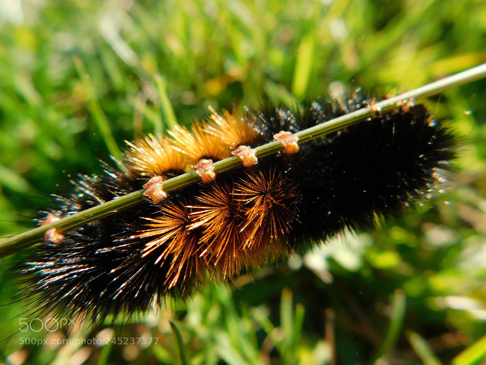 Nikon Coolpix B500 sample photo. Wooly bear caterpillar photography