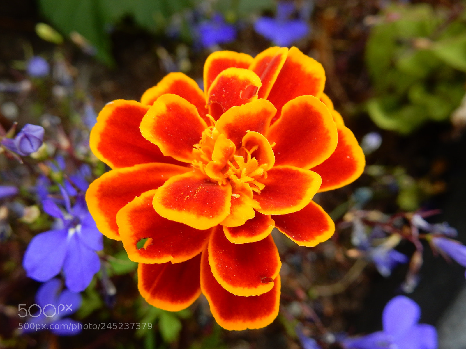 Nikon Coolpix S9900 sample photo. Marigold photography