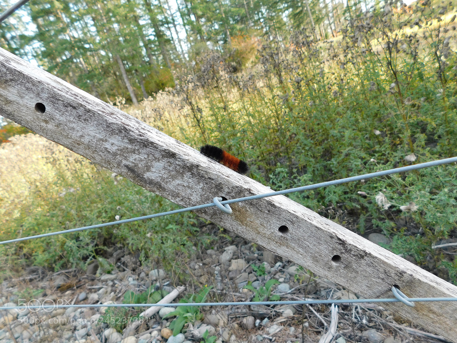 Nikon Coolpix B500 sample photo. Wooly bear caterpillar photography