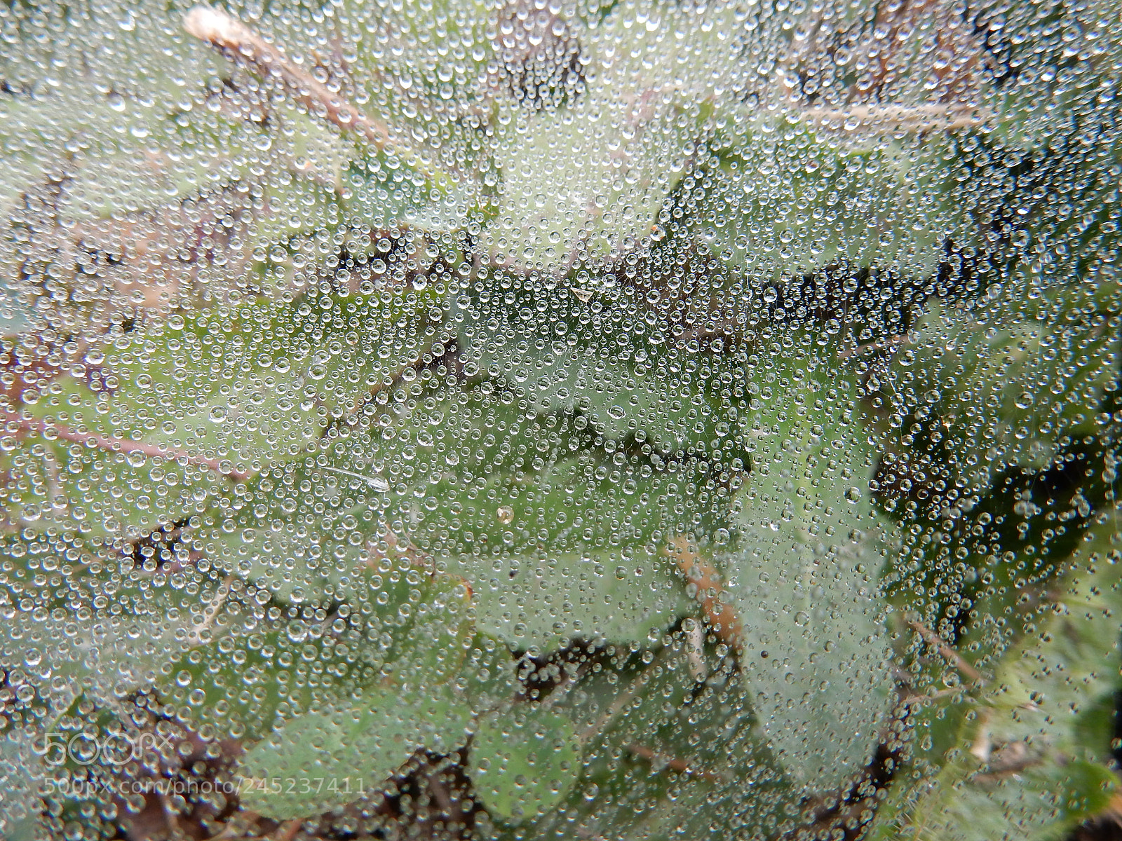 Nikon Coolpix S9900 sample photo. Web photography
