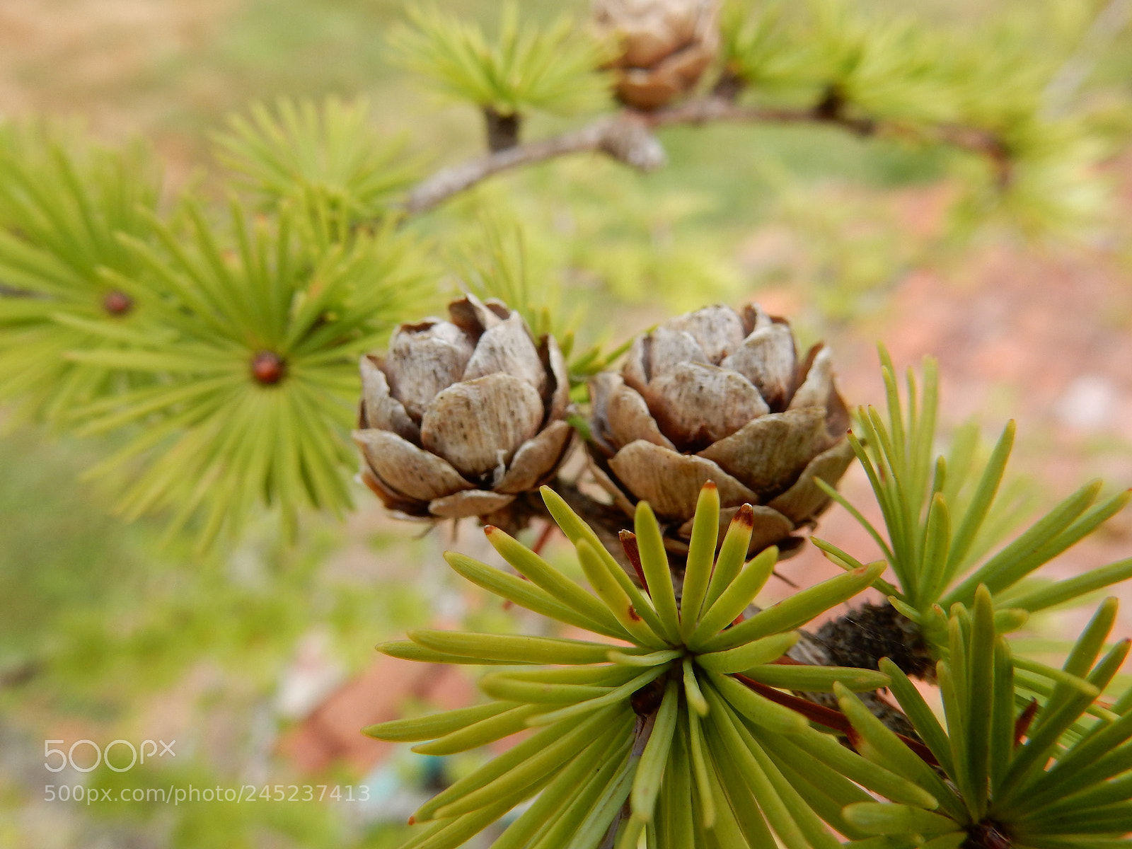 Nikon Coolpix S9900 sample photo. Pinecones photography