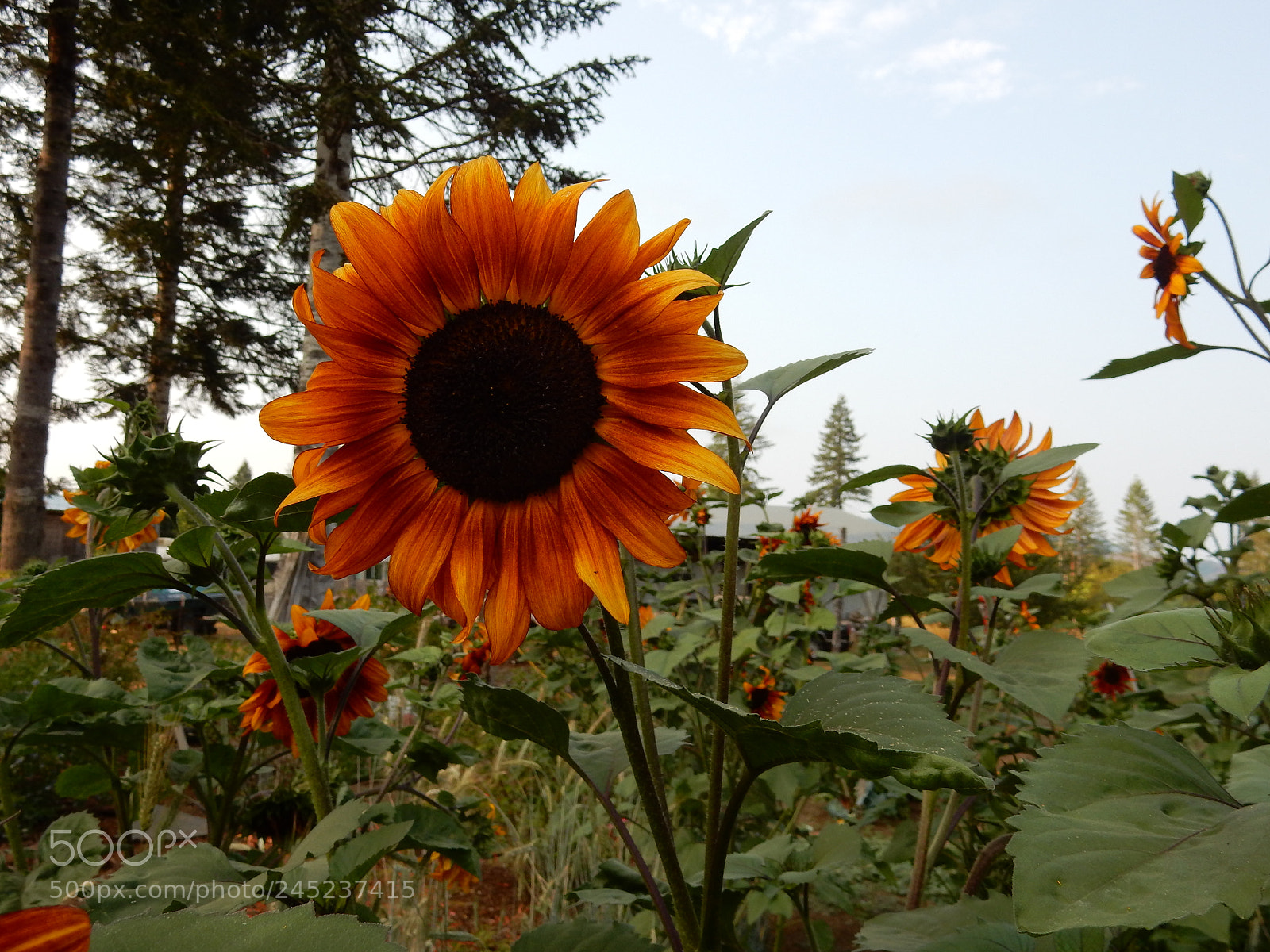 Nikon Coolpix S9900 sample photo. Sunflowers photography