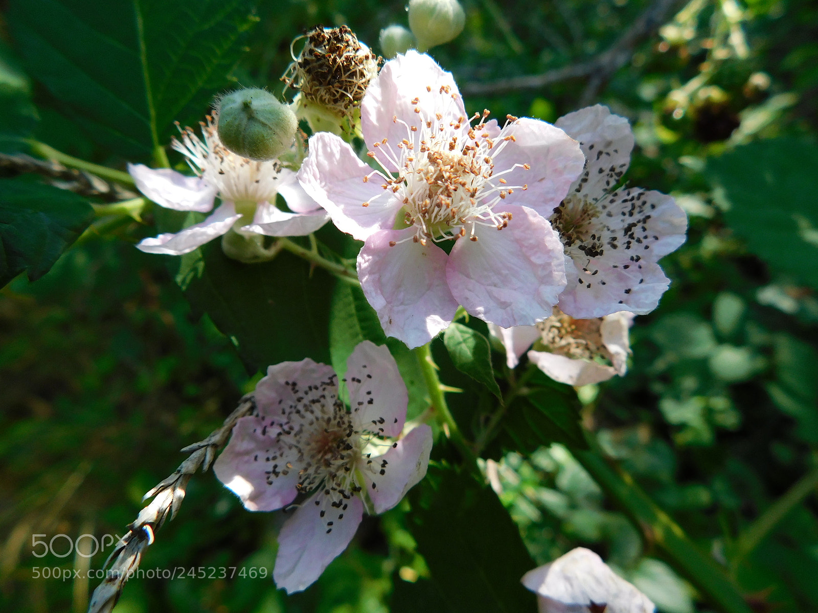 Nikon Coolpix B500 sample photo. Blackberry flowers photography
