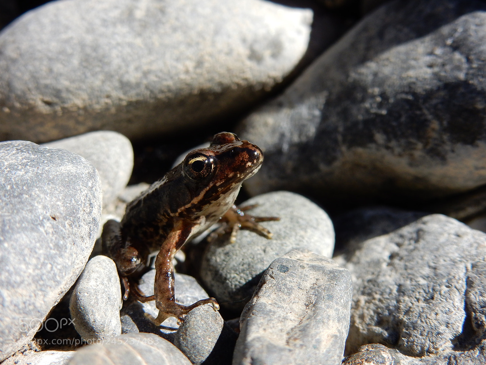 Nikon Coolpix S9900 sample photo. Frog photography