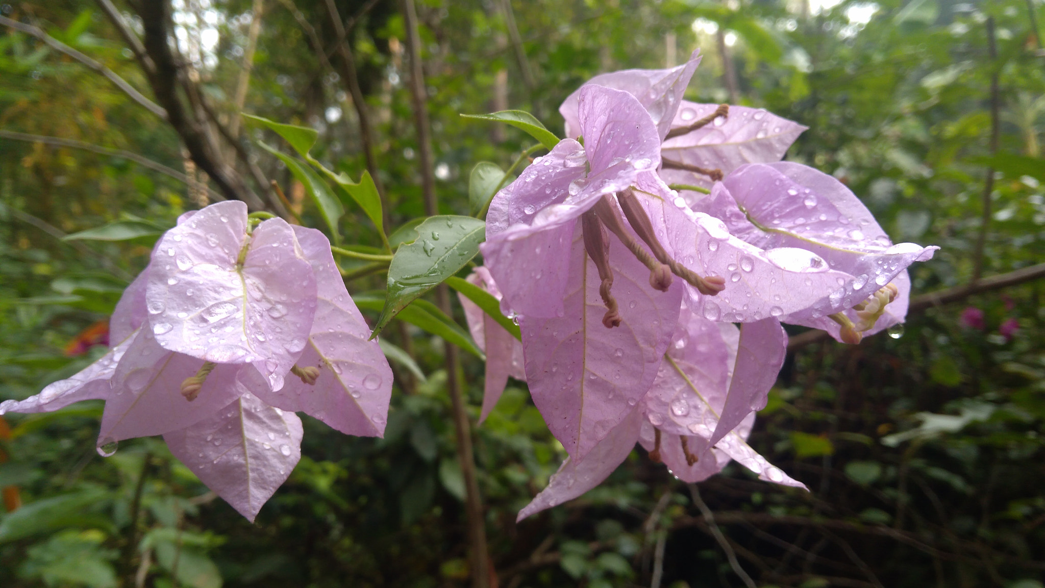Lenovo K6 NOTE sample photo. Boganvilla001 photography