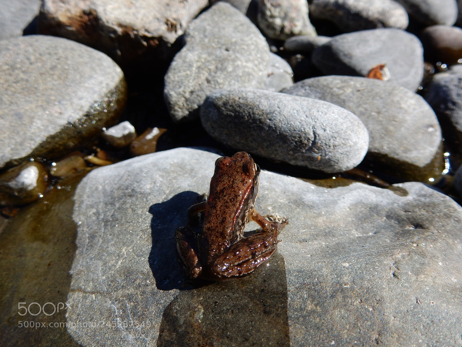 Nikon Coolpix S9900 sample photo. Frog photography