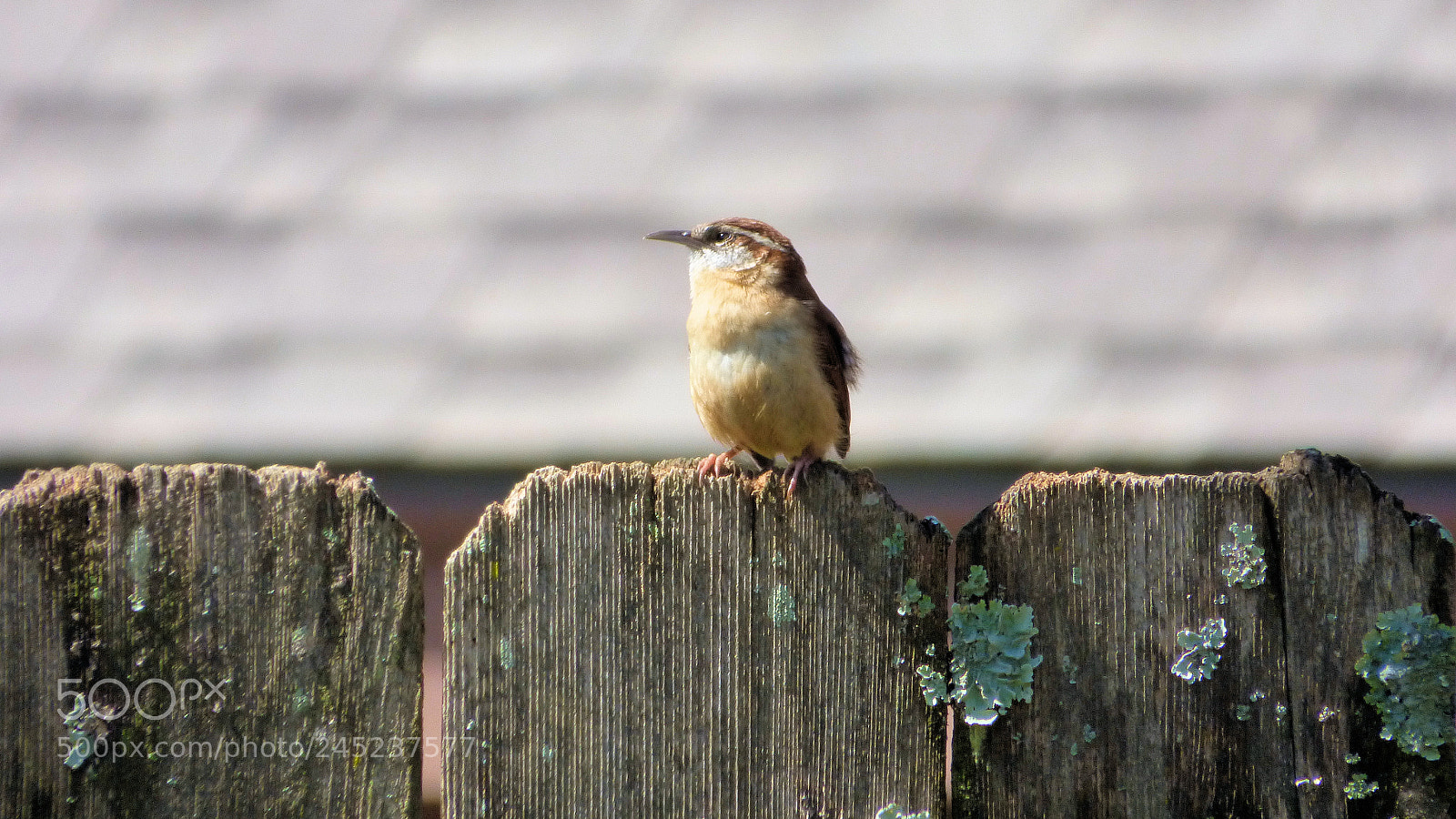 Panasonic Lumix DMC-FZ70 sample photo. Carolina wren photography