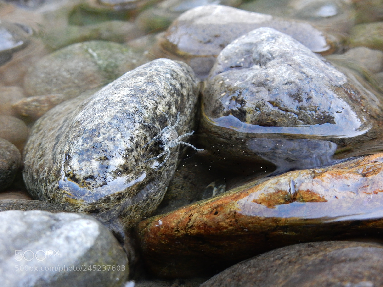 Nikon Coolpix S9900 sample photo. Water spider photography