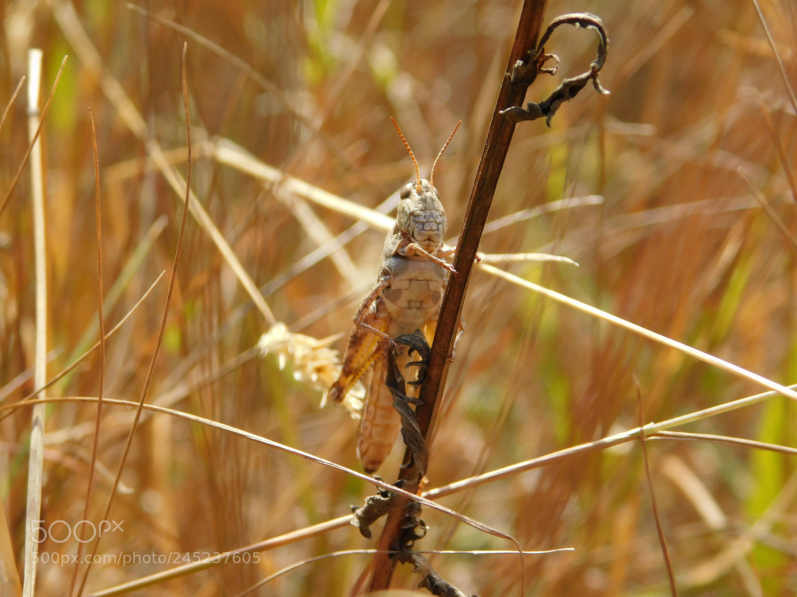 Nikon Coolpix B500 sample photo. Grasshopper photography