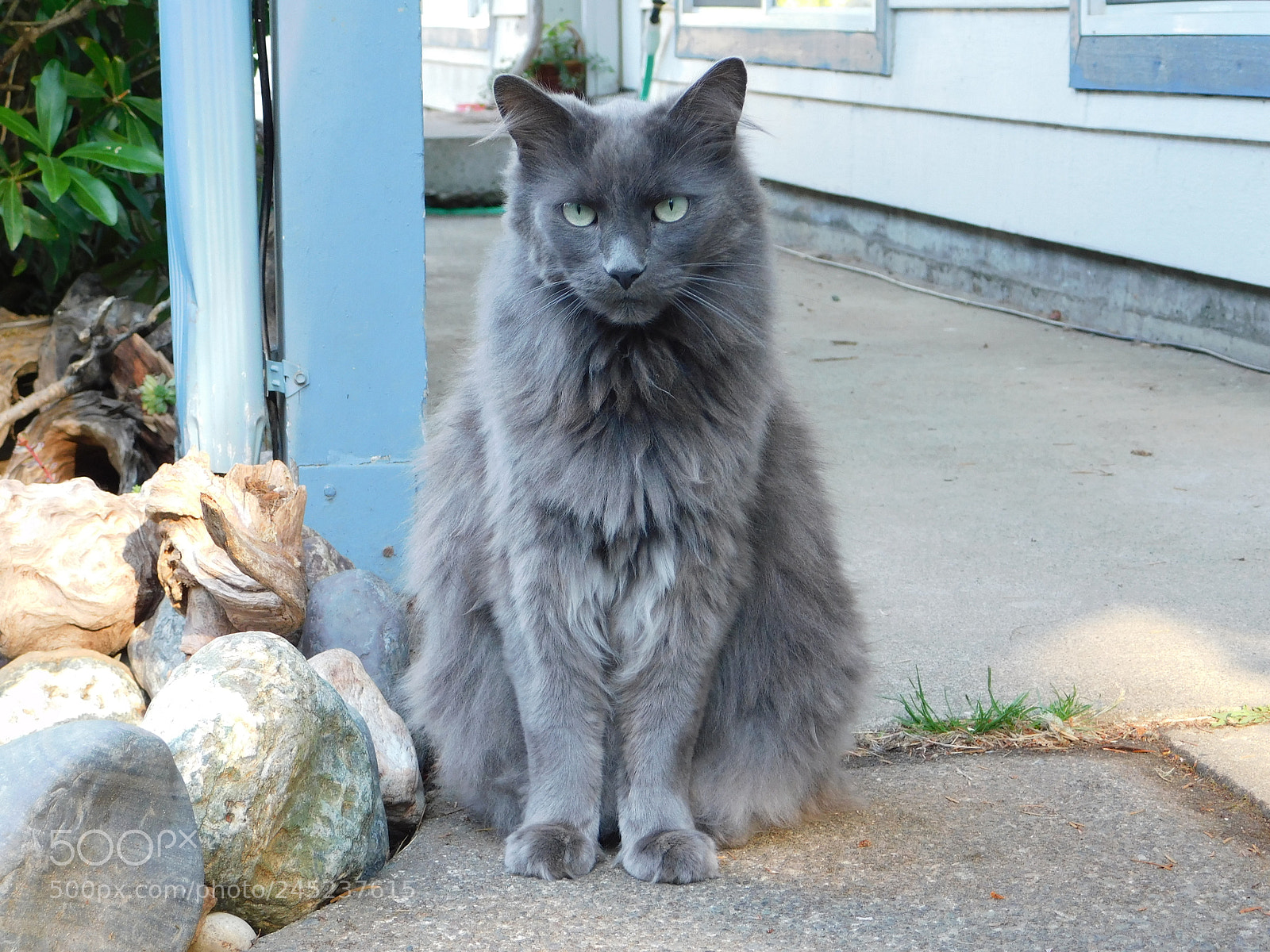 Nikon Coolpix B500 sample photo. Cat photography