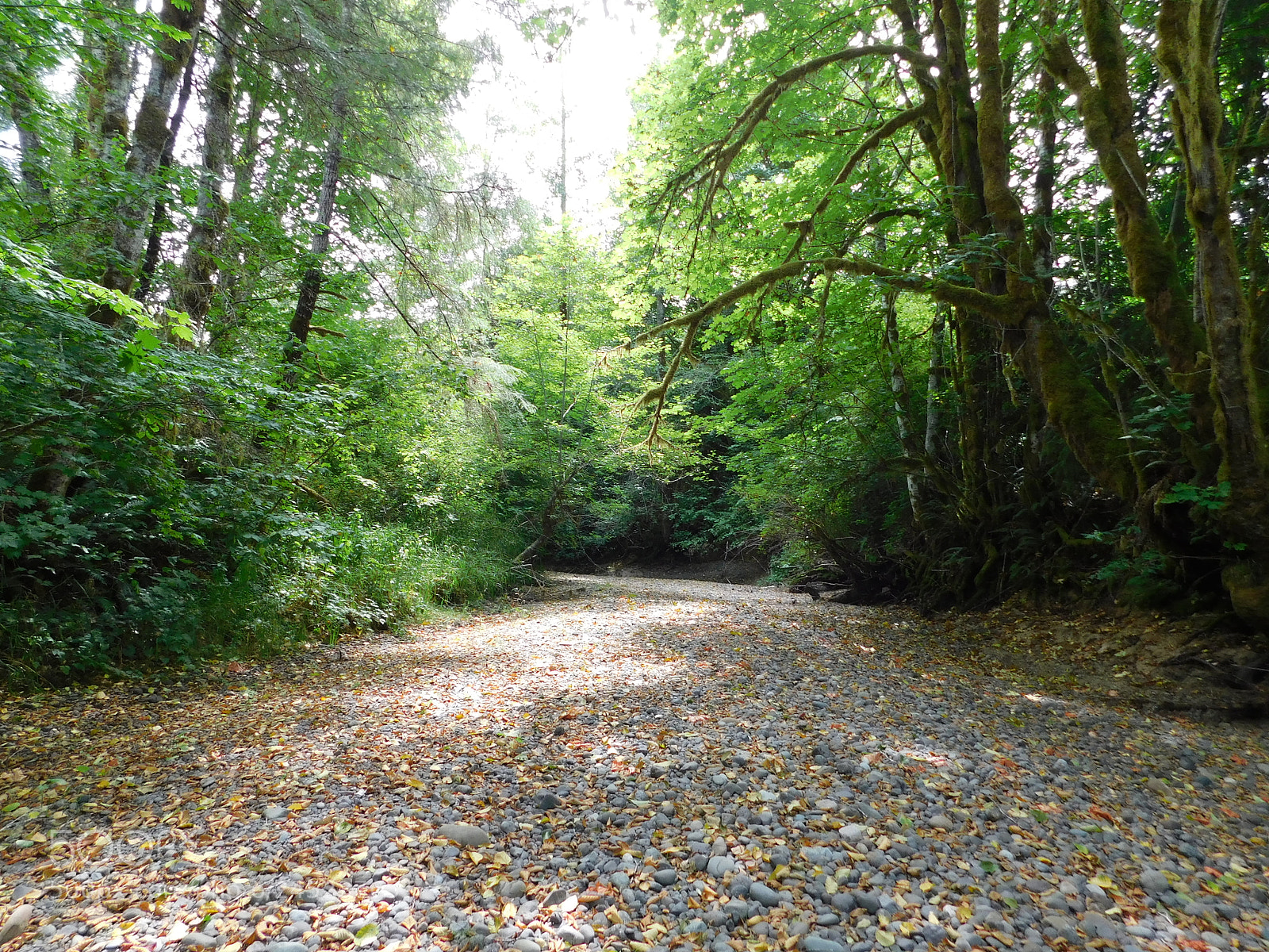 Nikon Coolpix B500 sample photo. River bed photography
