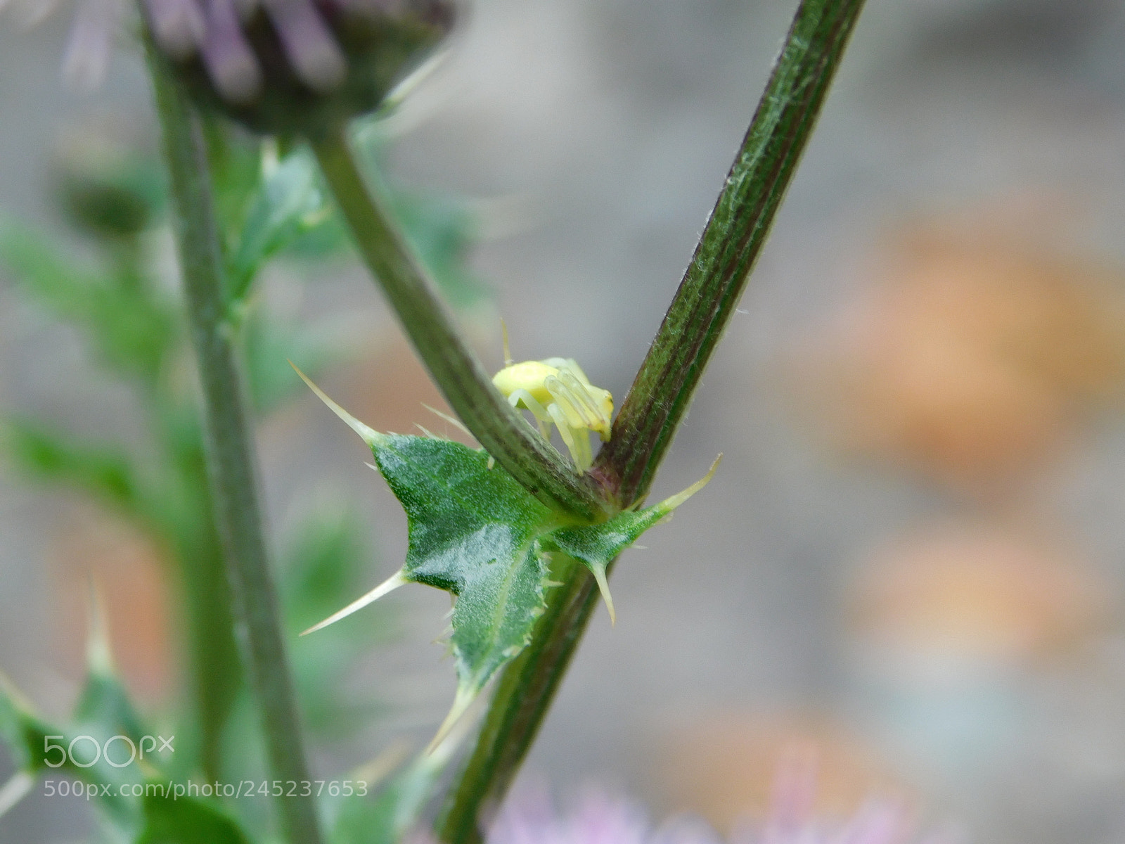 Nikon Coolpix B500 sample photo. Spider photography