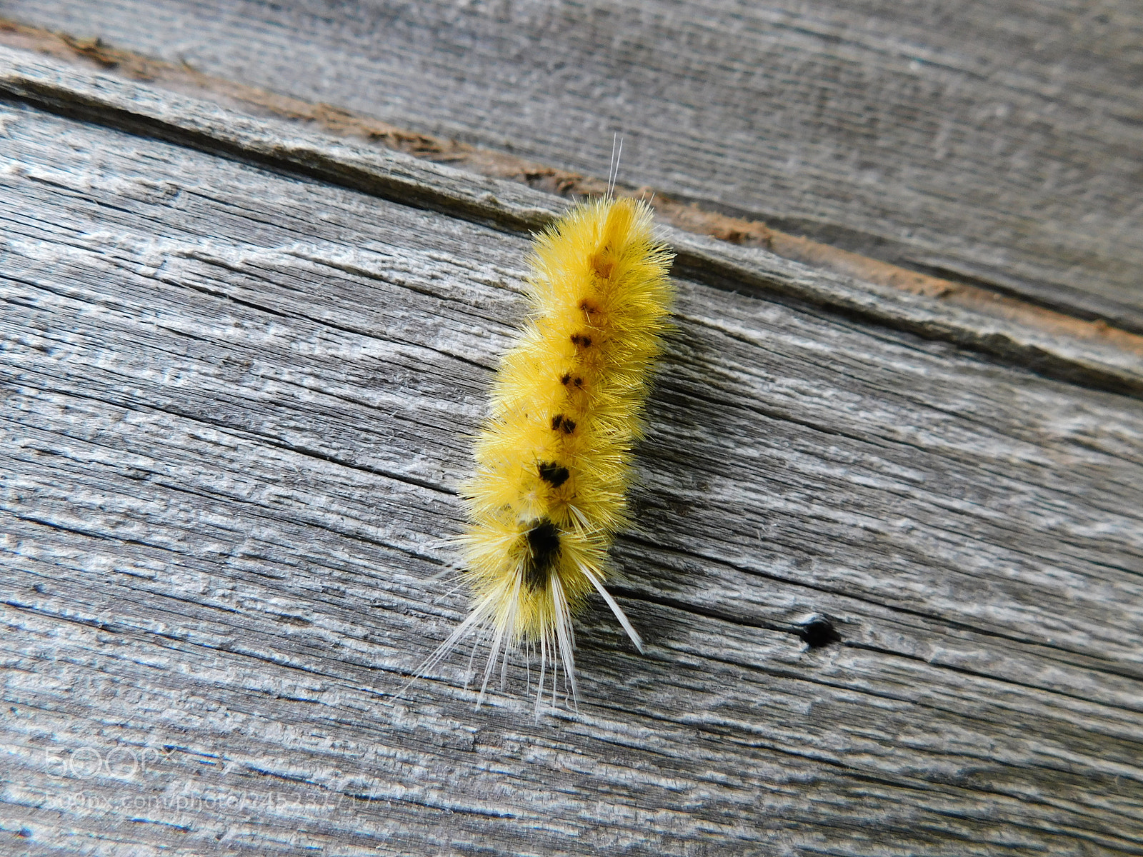 Nikon Coolpix B500 sample photo. Caterpillar photography