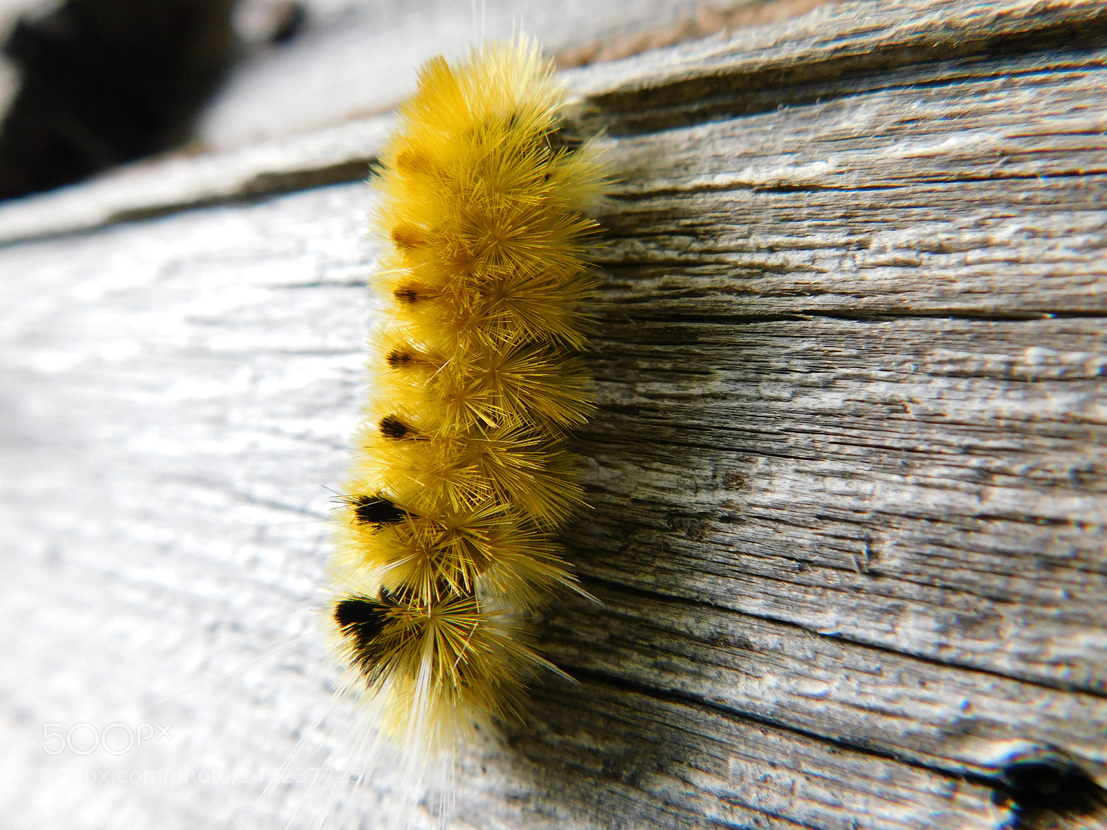Nikon Coolpix B500 sample photo. Caterpillar photography