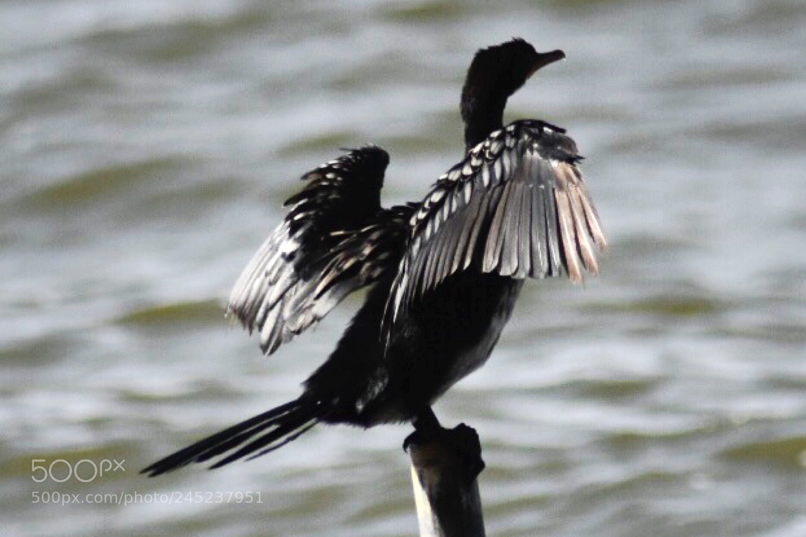 Nikon D7200 sample photo. Bird i@ hawassa lake photography