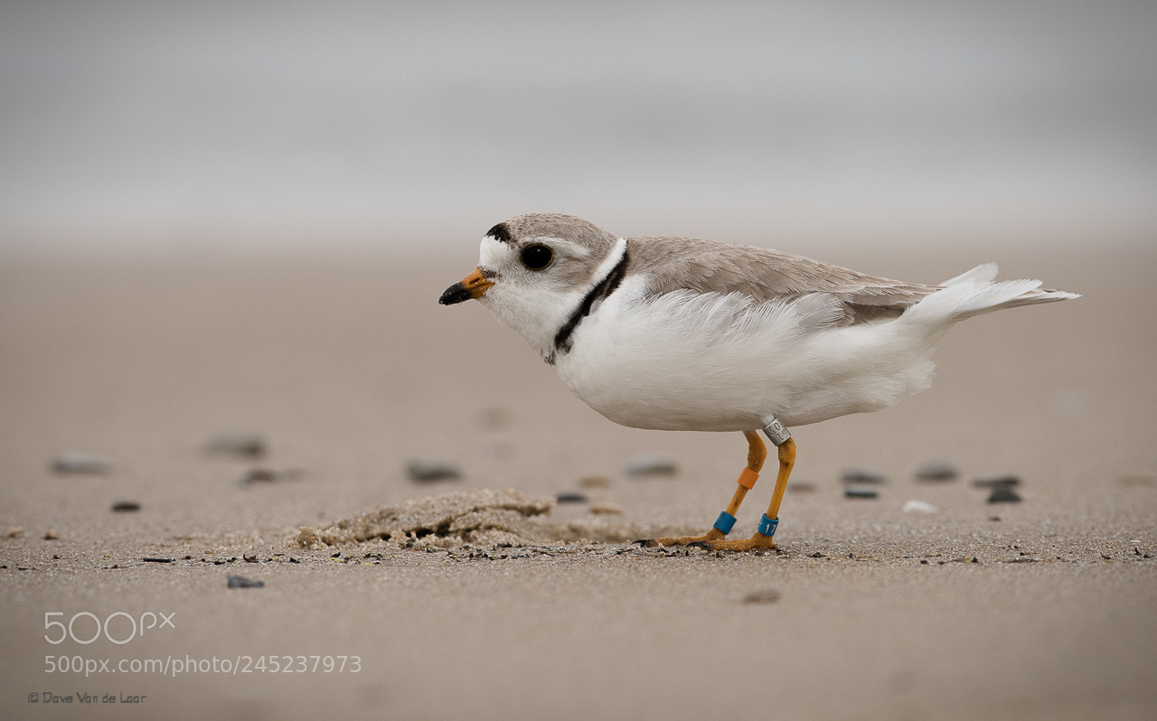 Nikon D810 sample photo. Piping plover photography
