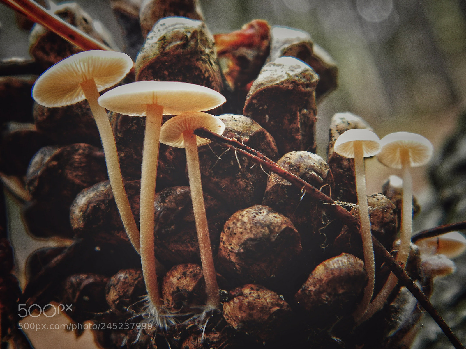 Nikon Coolpix L120 sample photo. Mashroom photography