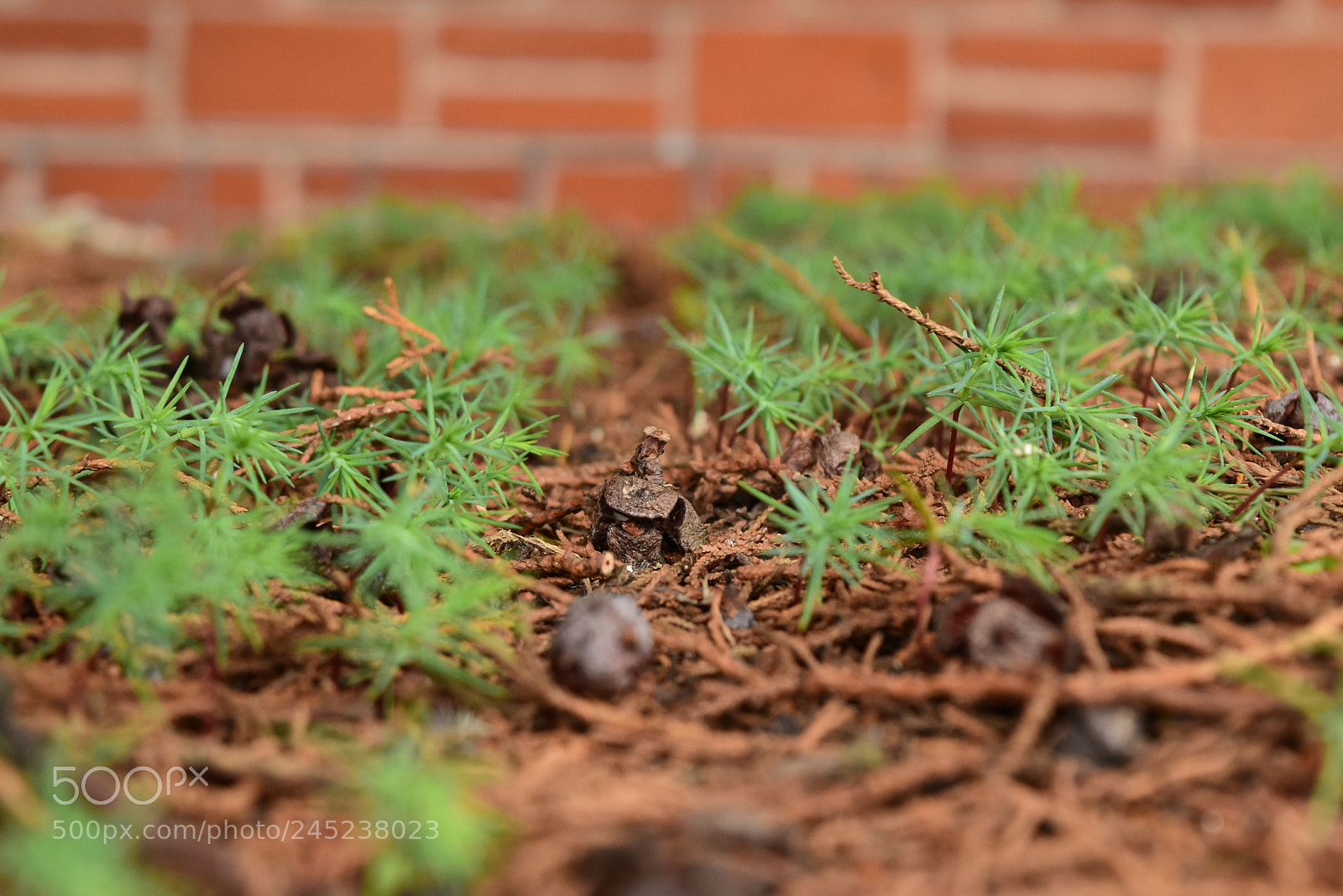 Nikon D5500 sample photo. Vidas nuevas photography