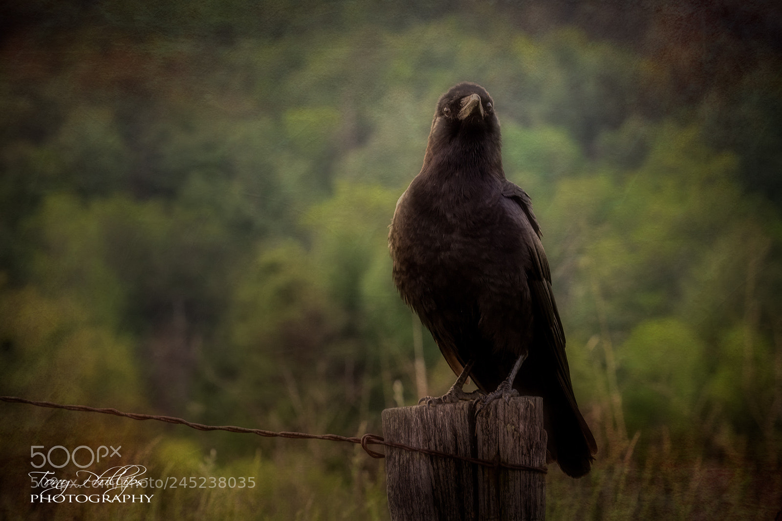 Nikon D810 sample photo. Cove crow photography