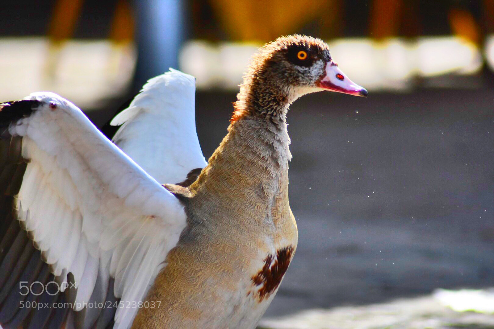 Nikon D7200 sample photo. Beautiful birds @hawassa lake photography