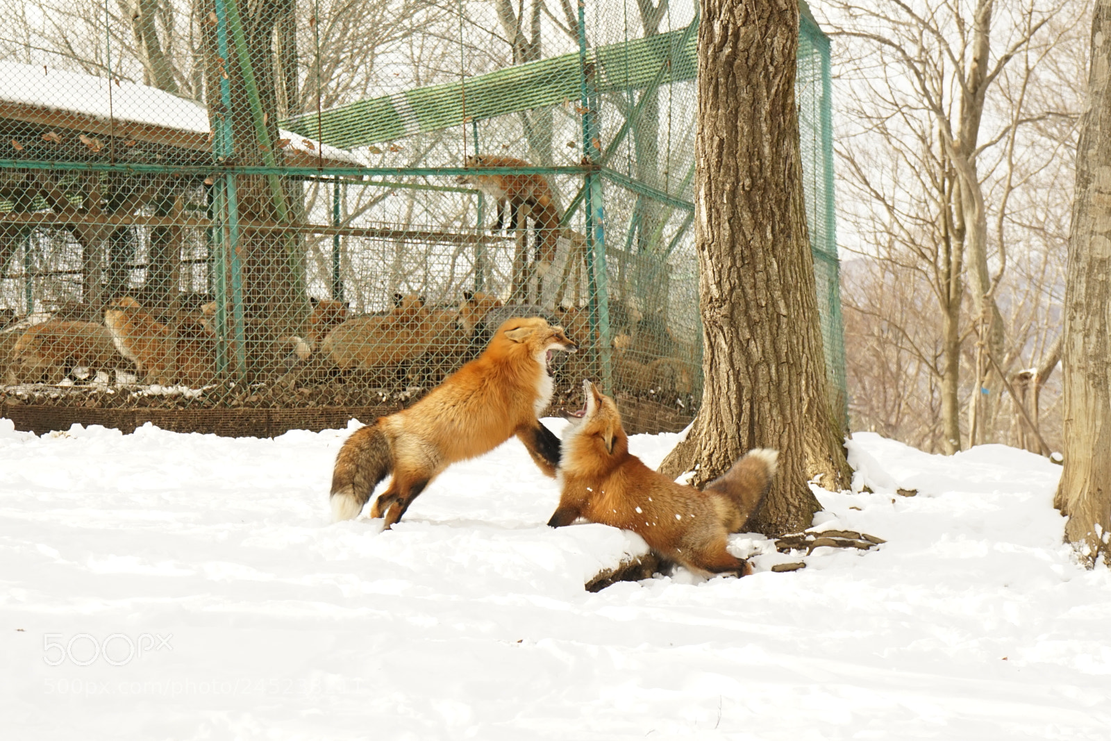 Sony a7 II sample photo. Fighting fox photography
