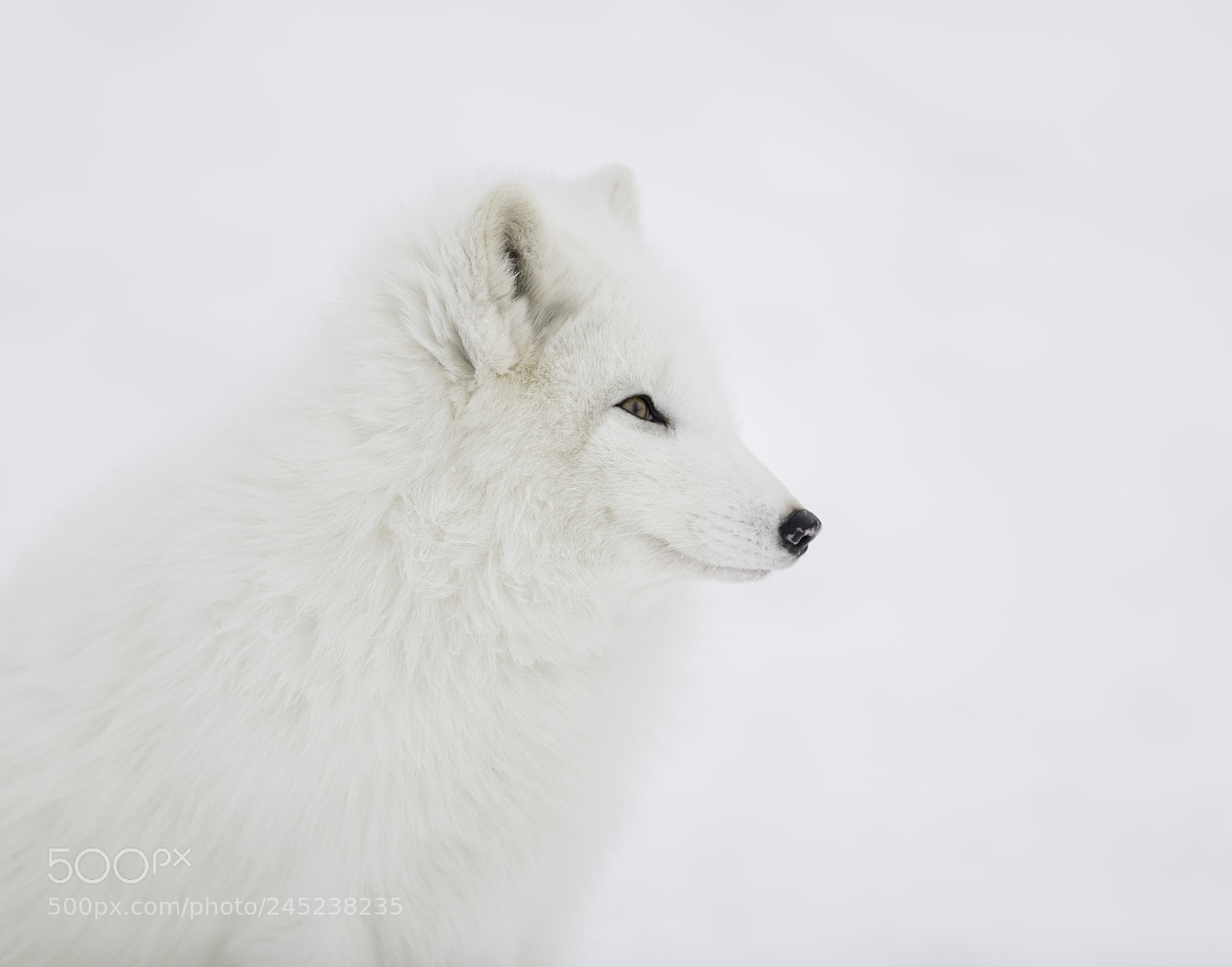 Nikon D850 sample photo. Portrait of an arctic photography