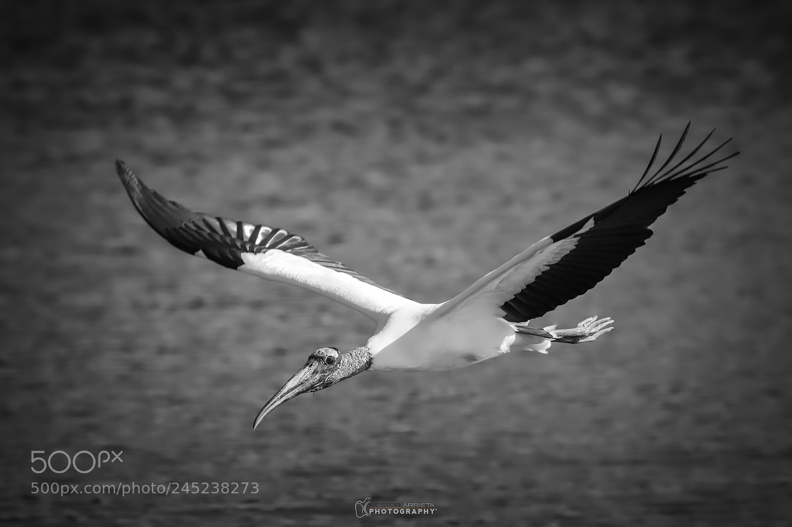 Canon EOS-1D X Mark II sample photo. Wood stork photography