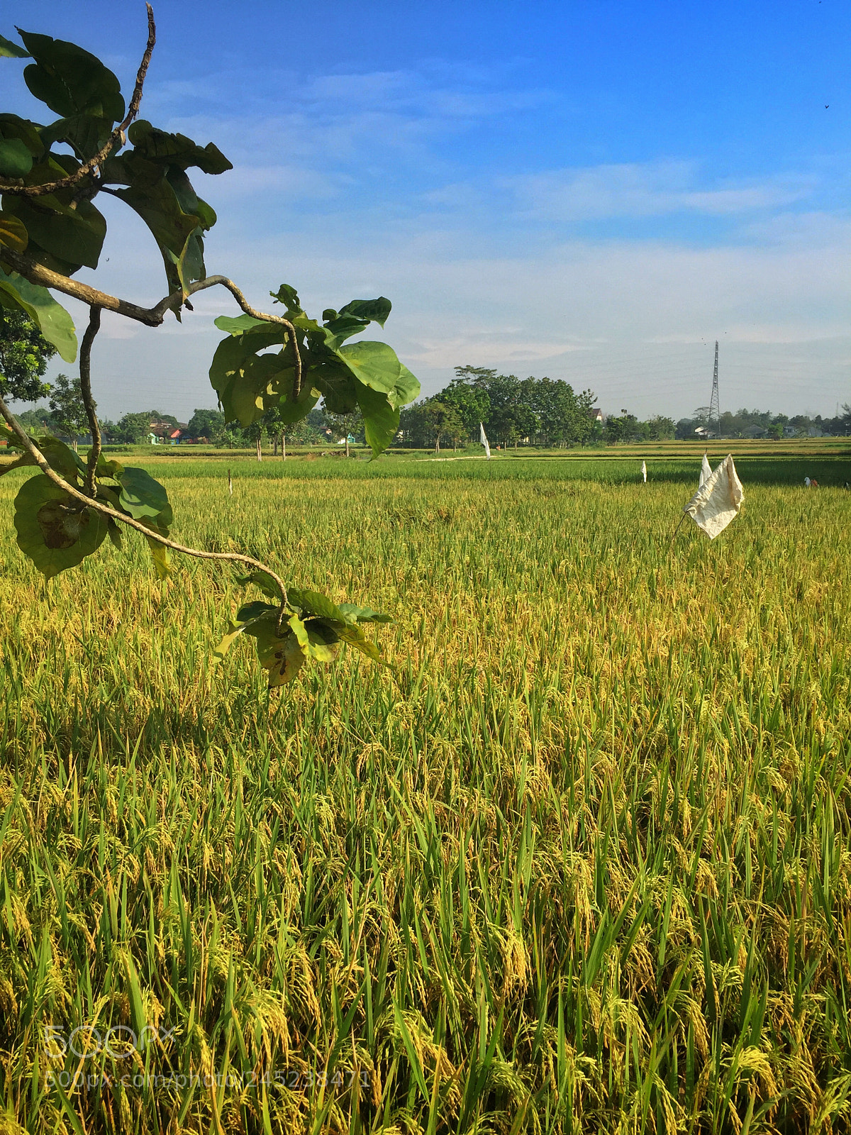 Apple iPhone 6 sample photo. Ricefields photography